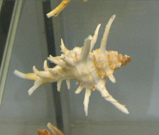 Murex chicoreus axicornis, primer
                                plano 02