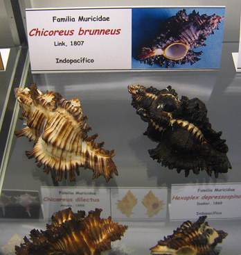 Chicoreus brunneus