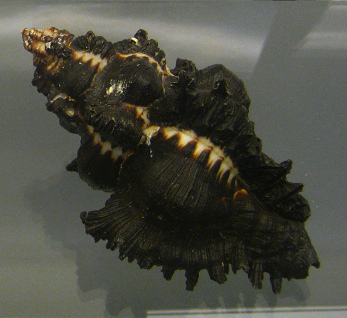 Chicoreus brunneus, primer plano 02