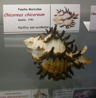 Chicoreus chicoreum