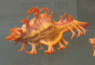 Chicoreus nobilis, primer plano 01