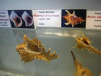 Chicoreus brevifrons, Tafel