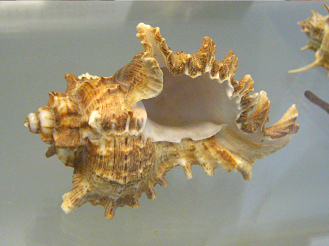 Chicoreus brevifrons, primer plano
                                02