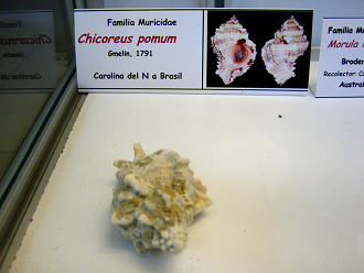 Chicoreus pomum