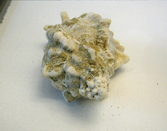 Chicoreus pomum, primer plano