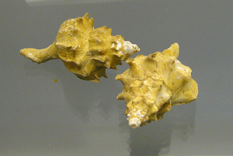 Trophon bahamondei, primer plano