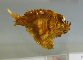 Pterynotus miyokoae, primer plano