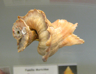 Latiaxis mawae, primer plano