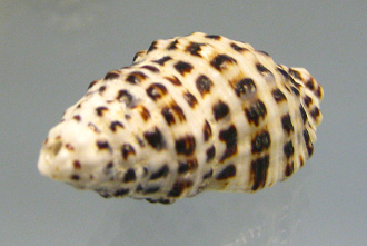 Drupella rugosa, primer plano