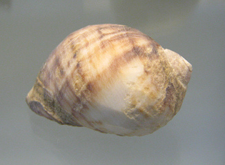 Acanthina monodon, primer plano