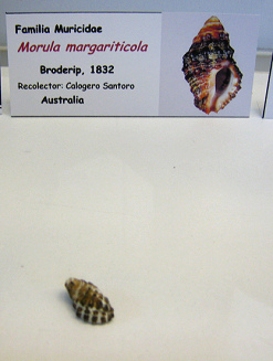 Morula margariticola