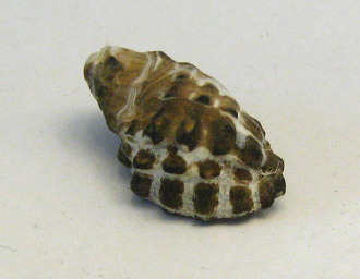 Morula margariticola, primer plano