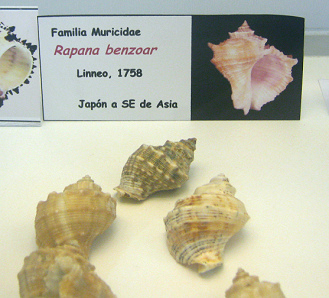 Rapana benzoar, Tafel