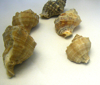 Rapana benzoar, Nahaufnahme,
                                Gruppenfoto