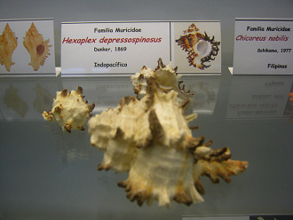 Hexaplex depressospinosus