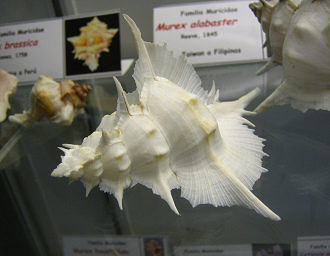 Murex alabaster