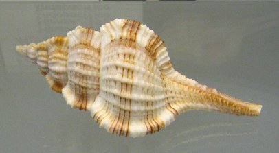 Murex hirasei, primer plano