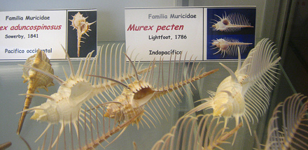 Murex pecten, placa