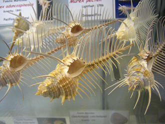 Murex pecten, primer plano