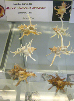 Murex chicoreus axicornis, vista total