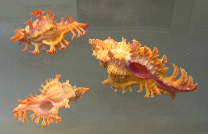 Chicoreus nobilis, primer plano en grupo