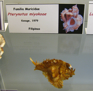 Pterynotus miyokoae
