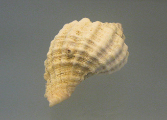 Xanthochorus cassidiformis, primer plano