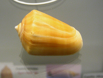 Oliva peruviana subcastane, primer plano