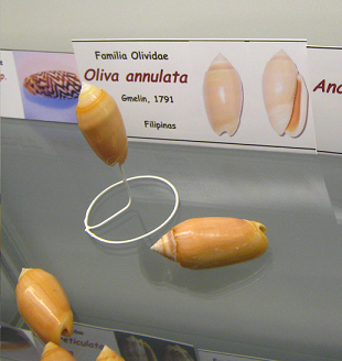 Oliva annulata
