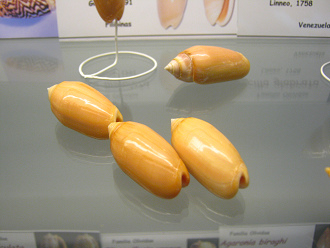 Oliva annulata, primer plano