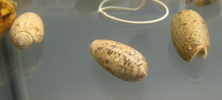 Oliva vidua cylindrica, primer plano,
                          grupo