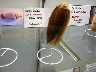 Oliva sericea