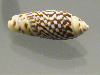 Agaronia sp, primer plano 02