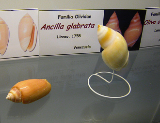 Ancilla glabrata