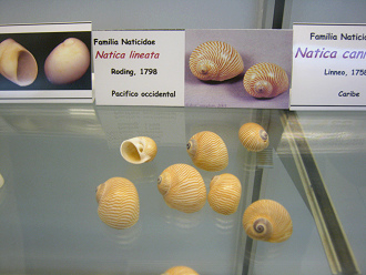 Natica lineata