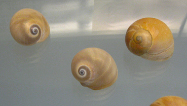 Polinices didyma, primer plano 01, grupo