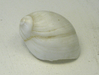 Polinices cumingiana, primer plano