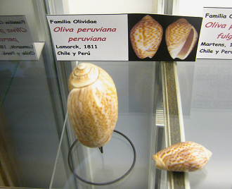 Oliva peruviana
