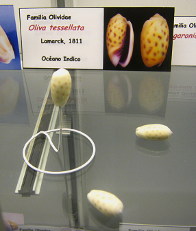 Oliva tesselata