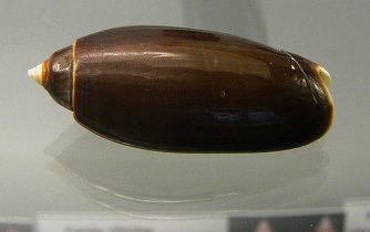 Oliva oliva ariola, primer plano