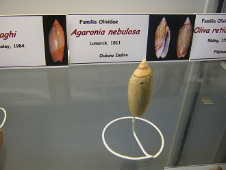 Agaronia nebulosa