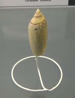 Agaronia nebulosa, primer plano