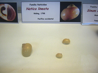 Natica lineata