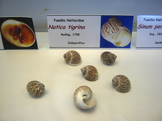 Natica tigrina