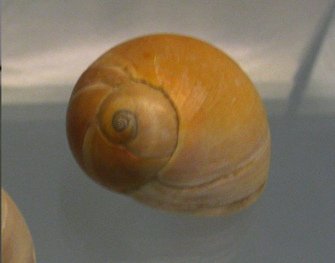 Polinices didyma, primer plano 03