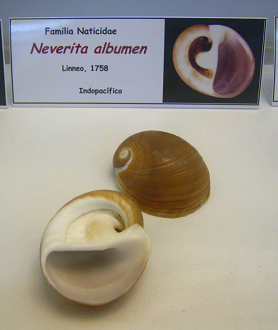 Neverita albumen