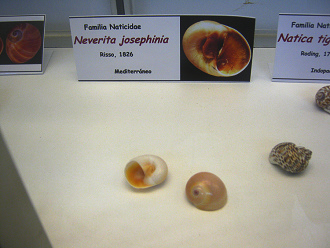 Neverita josephinia