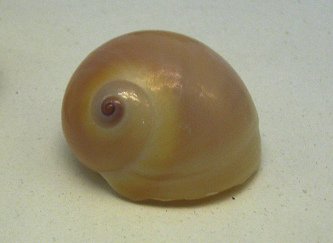 Neverita josephinia, primer plano