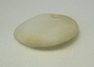 Sinum perspectivum, primer plano