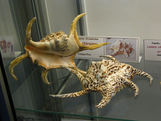 Lambis chiragra 02, Totale